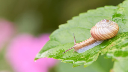 雨の日のカタツムリ　アジサイ