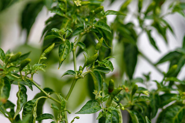 green chilli tree