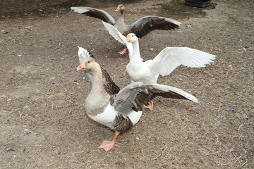 Group goose Show wing in garden at thailand