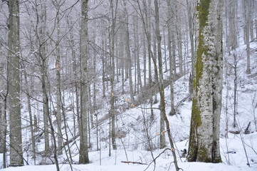 Ukrainian forests