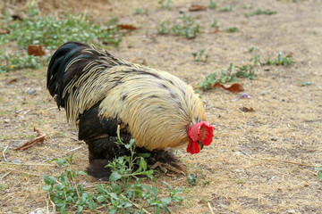 Japan hen or japan bantum in garden