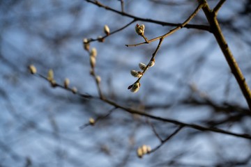 Spring tree flowering. Branch of willow wkith catkins - lamb's-tails. Slovakia
