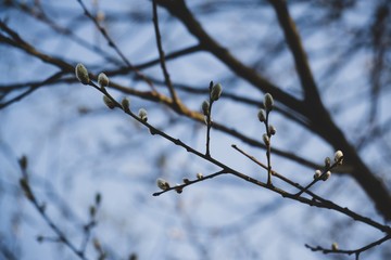 Spring tree flowering. Branch of willow wkith catkins - lamb's-tails. Slovakia