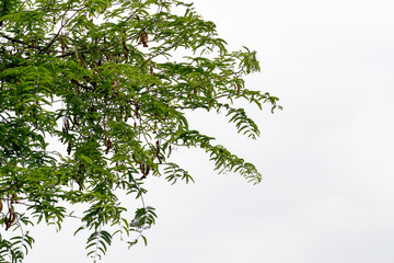 leaf and stick sweet tamarind tree on white background