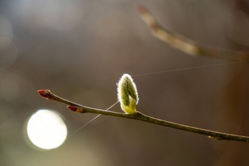 Spring tree flowering. Branch of willow wkith catkins - lamb's-tails. Slovakia