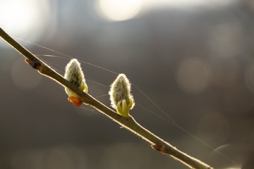 Spring tree flowering. Branch of willow wkith catkins - lamb's-tails. Slovakia