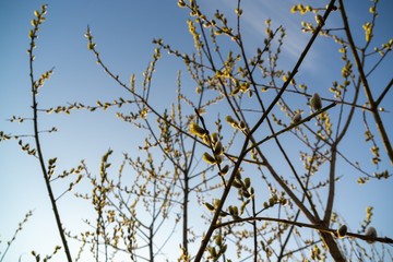 Spring tree flowering. Branch of willow wkith catkins - lamb's-tails. Slovakia