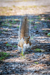 A squirrel standing in a park in St Petersburg, Florida
