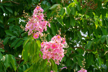 Lagerstroemia speciosa at outdoor park