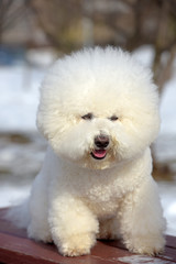 Bichon frize breed  white color