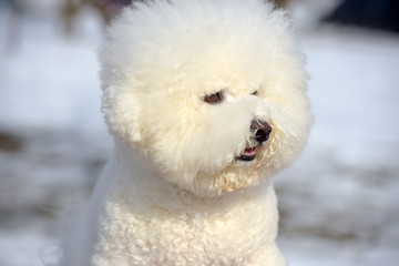 Bichon frize breed  white color