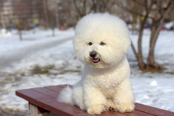 Bichon frize breed  white color