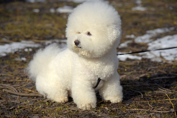 Bichon frize breed  white color