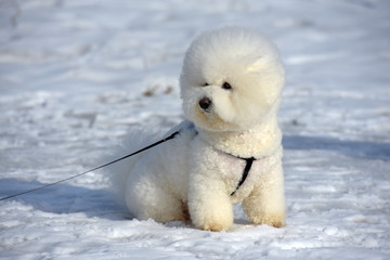 Bichon frize breed  white color