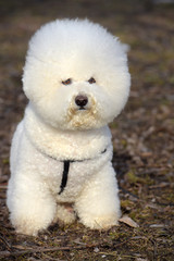 Bichon frize breed  white color