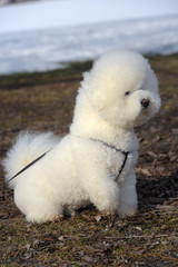 Bichon frize breed  white color