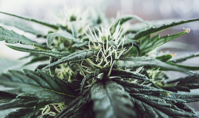 marijuana flowering plant