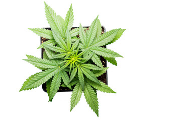 marijuana potted plant, cannabis grow