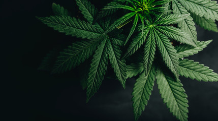 marijuana cannabis leaf background - Powered by Adobe