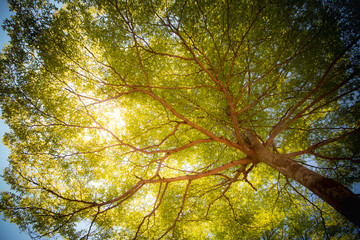 Fototapeta premium tree in autumn