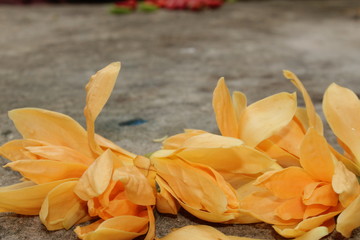 Beautiful michelia alba,magnolia champaca flowers lying on a stone background. Copy space