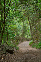 Los Tilos Rain Forest Trail, La Palma