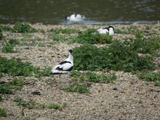 Obraz premium avocet (Recurvirostra avosetta) standing beside its nest