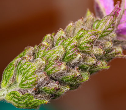 haariger Kolben des Lavendel