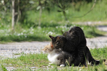 Kittens making love