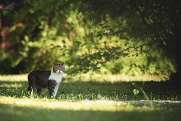 tabby white british shorthair cat standing in garden between trees and bushes