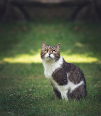 Naklejka na ściany i meble British Shorthair Cat in garden looking up