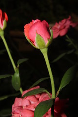 Fresh rose flowers in nature