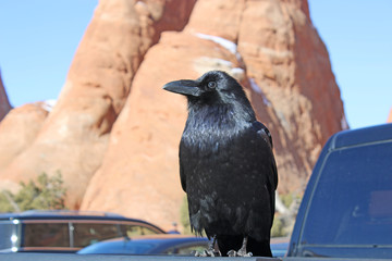 Crow in the Arches National Park, Utah