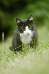 Naklejka na ściany i meble black and white cat hunting in high grass area
