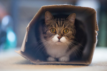 front view of tabby white british shorthair cat hiding in a carboard box on the floor © furryfritz