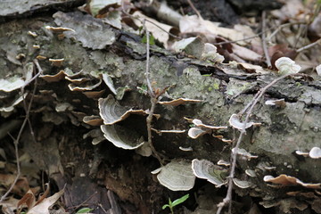 Wood Fungi 2019 I