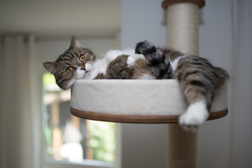 tabby british shorthair cat relaxing on scratching post platform