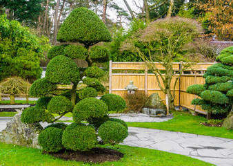 Beautiful pruned tree in a japanese garden, topiary art forms, Gardening in Asian tradition