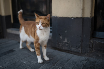 curious ginger cat in front of a house in the old town of amsterdam