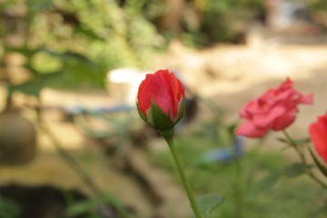 Obraz premium Fresh rose flowers