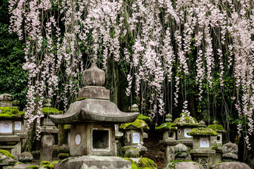 Old stone japanese lanterns and flowering branches sakura in Kasuga Grand Shrine, Nara, Japan