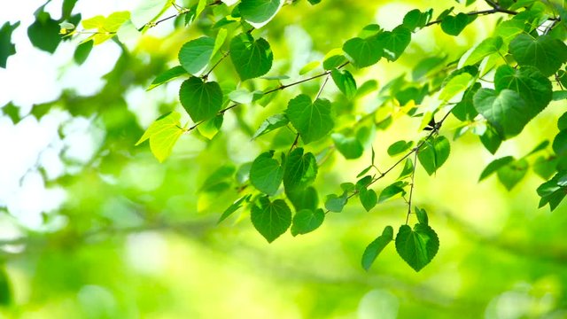 新緑　若葉　春　風　木漏れ日　スローモーション4倍速