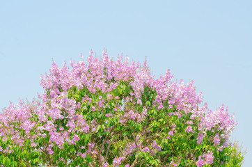 Obraz premium Lagerstroemia speciosa at outdoor park