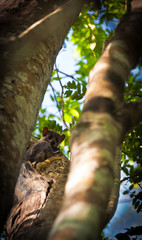 Fototapeta premium Lemur