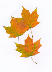 Naklejka na ściany i meble autumn maple leaves 3 on a white background