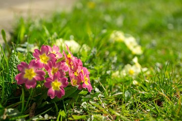 Spring flowering. Cowslip flowers in the grass and garden. Slovakia
