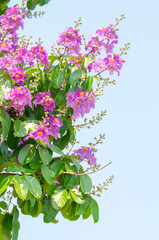 Lagerstroemia speciosa at outdoor park
