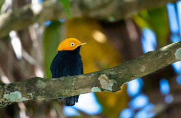 A Golden-headed Manakin, Ceratopipra erythrocephala, bird perched on a branch in the rainforest of Trinidad and Tobago.