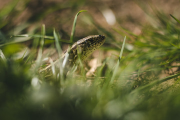Close up photo of small brown - green camouflage lizard in the grass resting on ground (soil) on sunny day. Small European lizard in the garden looking and posing to camera - photo from profile.