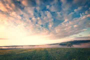 Fototapeta premium Nebel über Wiese nach Regen